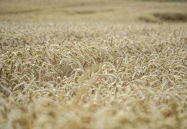 En Europe, 20 Mt de céréales en plus qu’en 2022 seraient produites.