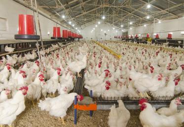 Alors que la filière française est à la pointe pour ce qui concerne les attentes sociétales avec la mise en place par exemple de l’ovosexage, ou sur la forte diminution de l’élevage en cage, les importations sont en plein essor et les producteurs  ont du mal à s’installer. 