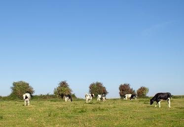 Avec 100 vaches laitières, 40 vaches allaitantes et des cultures, la charge de travail devient une préoccupation lorsque la main-d’œuvre familiale est moins disponible. Au Gaec Lardé Carouge, les discussions avec le technicien ont permis de révéler les problèmes et de trouver des solutions.