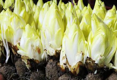 La récolte atteindrait 126 000 t, soit - 18 % par rapport à la moyenne des cinq dernières campagnes.