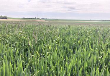 Épis de vulpins dépassant du blé à partir de mi-mai : un pied de vulpin peut produire jusqu’à  5 000 graines.