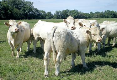 Idéalement, au printemps, on vise une hauteur d’entrée inférieure à épi 10 cm (mi-mollet) et de sortie supérieure à 5 cm (talons).