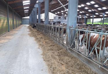 Le nombre de logettes n’est pas suffisant dans le bâtiment des robots de traite, il doit d’ailleurs être agrandit afin d’accueillir 200 vaches.