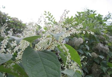 Plutôt jolie, la renouée du Japon est considérée comme l’une des cent pires plantes envahissantes sur la planète. Les Hauts-de-France ne sont pas épargnés. 