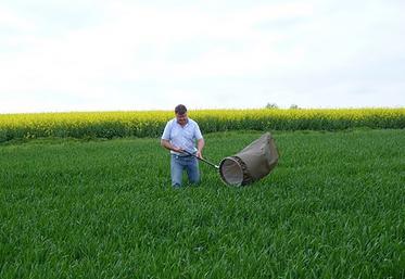 Hubert Compère utilise notamment le filet fauchoir pour surveiller la présence  des auxiliaires. 
