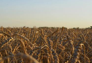 cours du blé Russie Ukraine