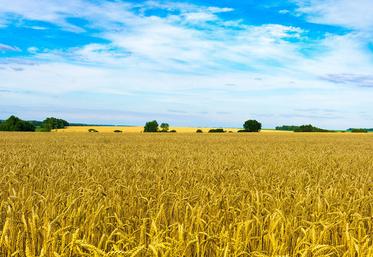 Alors que Russie et Ukraine pèsent ensemble près de 30 % du marché mondial du blé, l’interruption des départs sur la mer Noire déstabilise l’ensemble  des acteurs dans le monde. 
