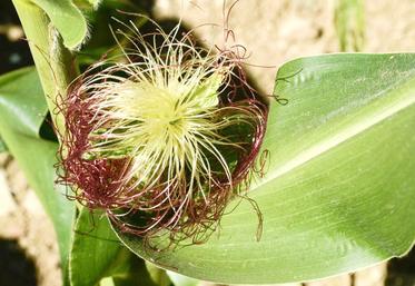 Le stade optimal de récolte se situe environ 600 degrés-jours après la floraison femelle. 