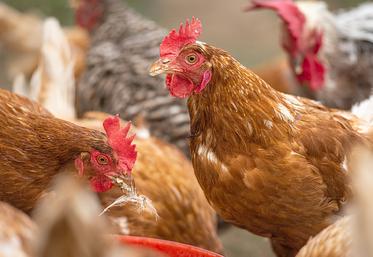 L’Efsa préconise par exemple de limiter la croissance quotidienne des animaux  à 50 g. 