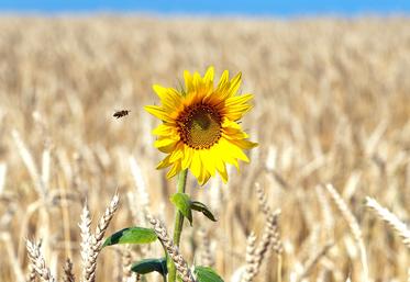 Les premières rumeurs évoquaient une interdiction de traitement de jour sur les cultures mellifères. Mais l’État n’obligera pas les agriculteurs à travailler de nuit.