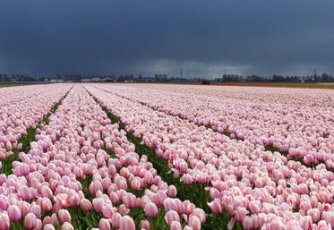 fleurs Pays-Bas
