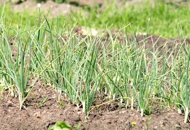 La bio bénéficie d'un niveau spécifique d’éco-régime permettant une différence fixe de + 30 €/ha par rapport aux autres  certifications comme la HVE. 