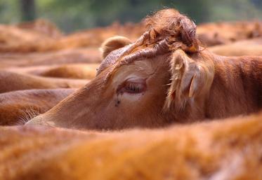 La filière viande bovine doit notamment faire face à l’importation.