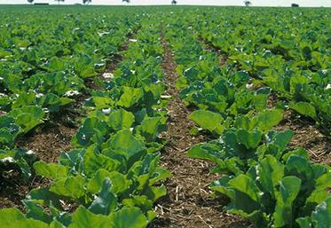500 ha sont concernés dans la Somme.