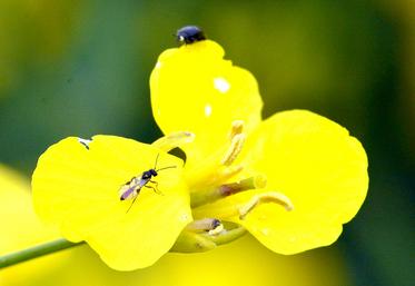 Le projet R2D2 travaille notamment sur la régulation naturelle des ravageurs  du colza à l’échelle des systèmes de culture et des paysages.  