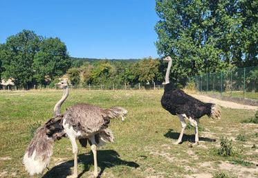 L’autruche mâle reproducteur vient de mourir, croqué par un renard. Les éleveurs espèrent pouvoir débuter la production prochainement. 