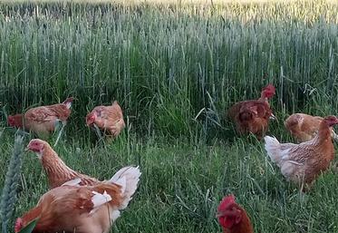 Céline et Guillaume Moïse élèvent des volailles de chair plein air. Ils ont fait le choix de races anciennes et rustiques, réputées pour leurs qualités gustatives. 