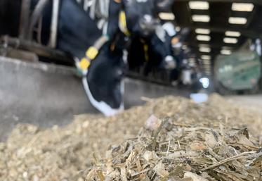 Réduire le nombre de bouches à nourrir est une des solutions pour économiser du fourrage. 