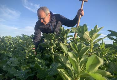 Le colza associé est un exemple des techniques d’agriculture régénérative que pratique Franck Dehondt. 
