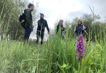 La Somme est un bastillon de préservation de l’orchis négligé. Elle s’épanouit dans le marais de Corbie grâce au pâturage des chevaux d’élevage.