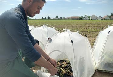 Les betteraves arrivent en mini serres, infestées de pucerons élevés en laboratoire, vecteurs des trois virus de la jaunisse. 