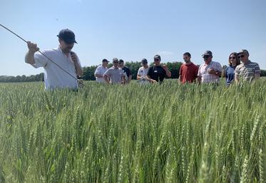 Le contexte météorologique de l’année est parfait pour révéler la tolérance des blés à la septoriose. 