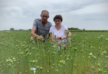 En plus des fourragères, Philippe et Dominique Budin cultivent aussi du lin fibre  et oléagineux en multiplication de semences. 