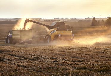 Les premières parcelles de colza récoltées oscillent entre 30 et 40 qx/ha