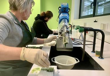Au Comité nord plants d’Achicourt, les plants sont soumis à une batterie de tests pour garantir leur qualité.