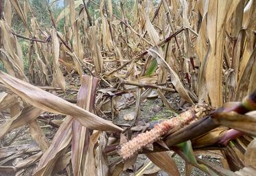 Les ragondins grimpent sur les tiges et prennent les pains de maïs pour les manger. 