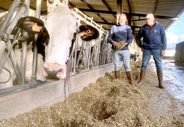 Grâce à la luzerne, Pascal et Alain Catoir adaptent la ration selon leurs objectifs et la qualité du maïs. 