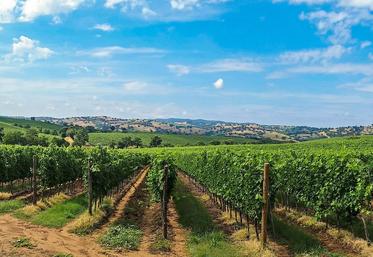 Le secteur vitivinicole fait partie de ceux qui ont été le plus gravement touchés en raison de sa dépendance à celui de la restauration.