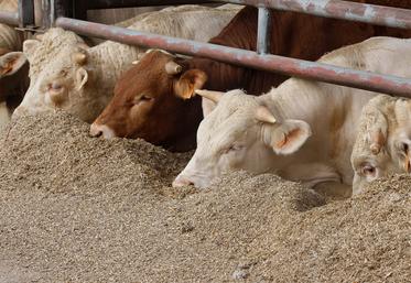 Parce que son prix est relativement accessible, et son efficacité reconnue sur la performance d’un troupeau bovin,  la pulpe de betterave reste pour un certain nombre d’élevages laitiers ou allaitants un aliment incontournable.  