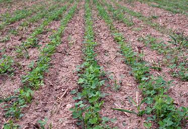 Il est recommandé d’implanter la luzerne en été le plus tôt possible si les conditions climatiques le permettent, ce devrait être le cas cette année.