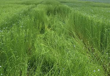 La maîtrise des techniques culturales constitue la principale méthode de lutte contre la verse. 