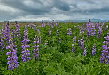 À l’image de la culture de lupin qui se développe en Hauts-de-France, la Région s’engage dans un programme d’action  pour devenir un des leaders des protéines végétales, d’algues et d’insectes. 