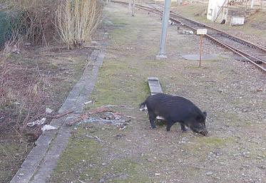 Le secteur de Picquigny et ses alentours est considéré comme un «point noir» en termes de dégâts et de présence  de sangliers ; lesquels n’hésitent pas à contourner les clôtures qui longent une partie de la ligne Amiens-Boulogne-sur-Mer pour se retrouver sur les rails. 