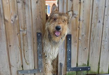 Rossi, le facétieux mâle berger de Picardie de l’élevage Pic d’Arlee. 