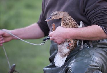 Après un constat d’échec des mesures actuellement en place, fédération des chasseurs et associations spécialisées veulent comprendre et avancent leurs propres hypothèses pour tenter de trouver une explication à la propagation du virus de l’influenza aviaire. 