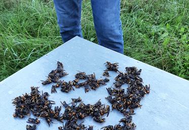 Pour le chercheur, l’efficacité de la lutte contre le frelon asiatique passe aussi  par la sélectivité des méthodes employées, et force est de constater que toutes  ne se valent pas. 