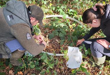 étude fruits forestiers et sangliers