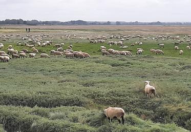 La transhumance des moutons dans les prés salés de la baie de Somme est l’occasion d’échanger avec les éleveurs sur les conditions d’exercice de leur métier. 