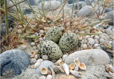 Ponte de Gravelot à collier interrompu à Cayeux-sur-Mer, au sein du Parc naturel marin des estuaires picards et de la mer d’Opale.