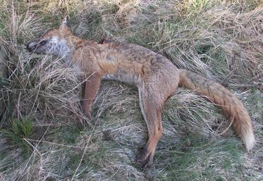 renard grippe aviaire