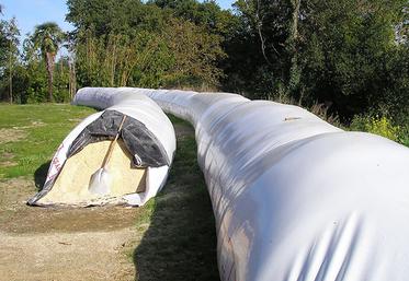 Le maïs grain humide apporte aux éleveurs une plus grande autonomie  alimentaire et assure la traçabilité complète des maïs produits et utilisés sur l’exploitation.