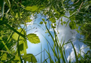 Un semis vers fin septembre puis une récolte au stade chute des étamines permettraient de maximiser la biomasse de la Cive, et donc son rendement en méthane par hectare. 