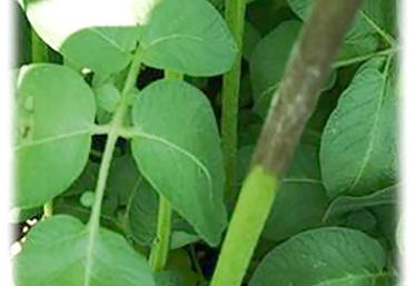 Le mildiou doit être rapidement maîtrisé pour éviter des pertes de rendement importantes.