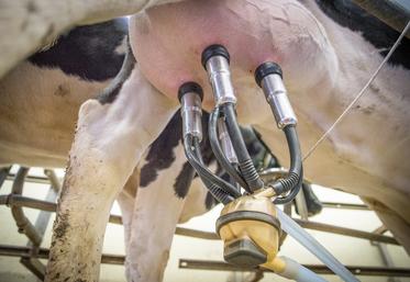 La production laitière brute est 10 % supérieure dans la Somme par rapport à la moyenne nationale. 