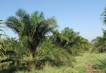 L’exploitation de l’huile de palme et la déforestation sont régulièrement sur la table.