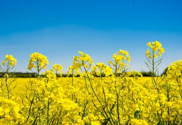 Dans cet essai, il s’agissait de comparer deux modalités d’association culturale au colza : la féverole seule et un mélange de trèfle d’Alexandrie, lentille, fénugrec avec un témoin sans plantes compagnes.